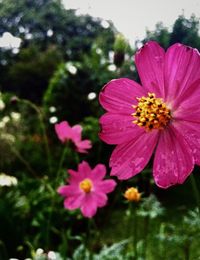 Close-up of pink cosmos flowers blooming outdoors