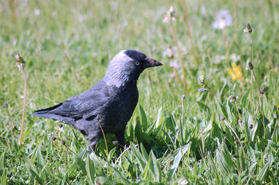 Close-up of bird on field