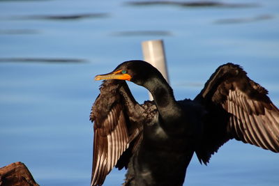 Cormorant bird perched on lake in the sun with wings spread by reflecting blue water.