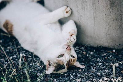 High angle view of a cat lying down