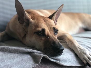 Close-up of a dog resting