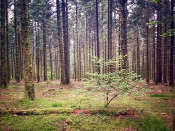 Trees in forest