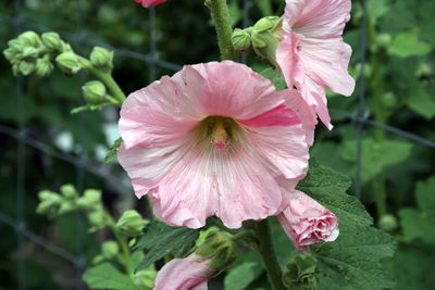 Close-up of pink hibiscus flower