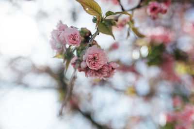 Close-up of pink cherry blossom