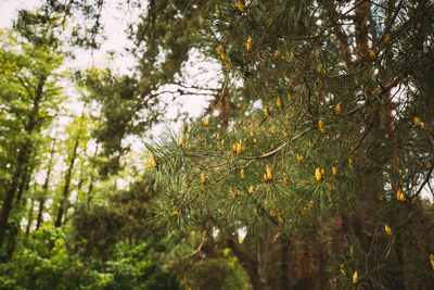 Low angle view of pine trees in forest