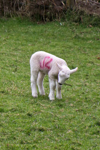 Young lamb in a field holding a stick in its mouth