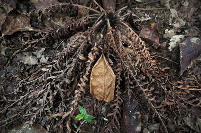 Close-up of leaves on ground