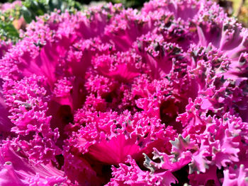 Close-up of pink flowering plants