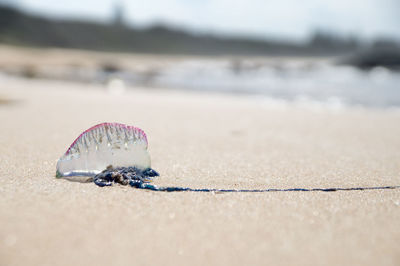 Close-up of shell on beach