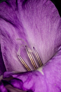 Close-up of purple crocus