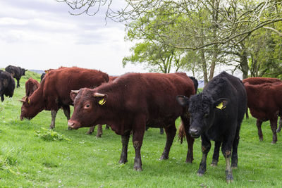 Cows grazing on field against sky