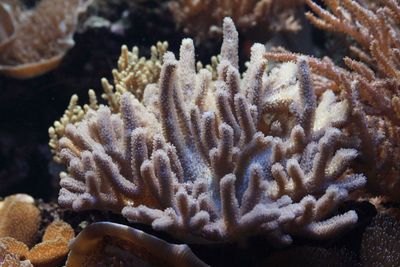 Close-up of coral in sea