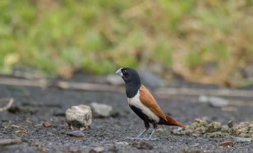 Close-up of bird perching on a field