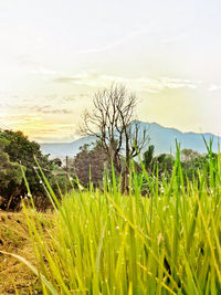 Plants growing on field against sky