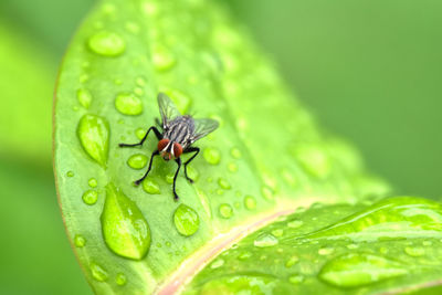 Close-up of housefly on wet leaves