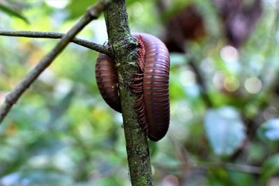 Close-up of snail on plant