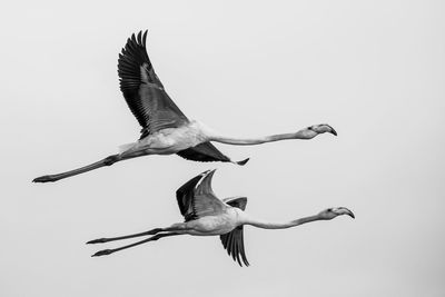 Flamingos flying against clear sky