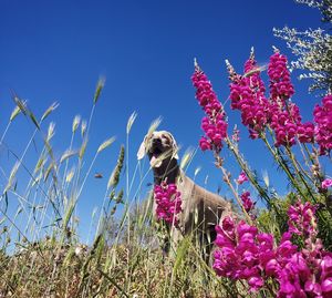 View of dog on flowering plants against blue sky