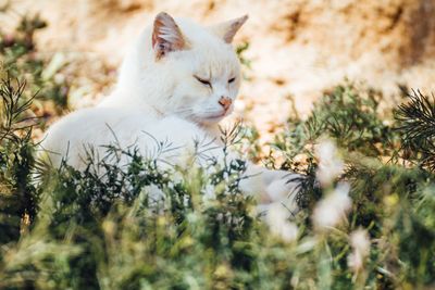 Cat looking away