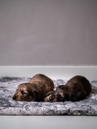 Close-up of a dog resting