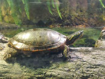 Close-up of lizard on rock