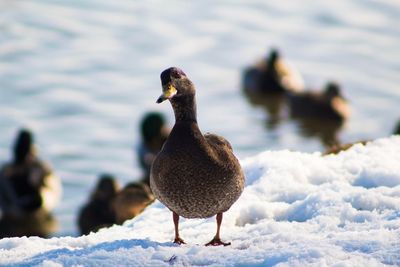Close-up of duck by lake during winter