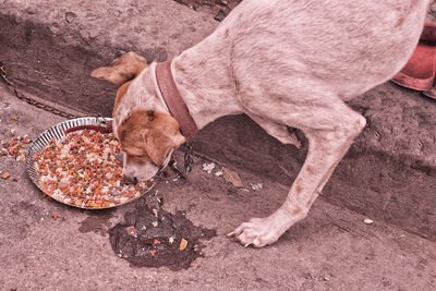 High angle view of dog eating food
