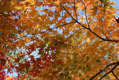Low angle view of maple tree