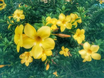 Close-up of yellow flowers