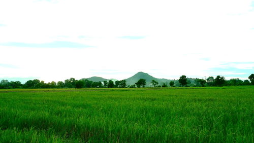 Scenic view of agricultural field against sky