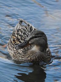 Close-up of duck swimming in lake