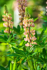 Close-up of flowering plant