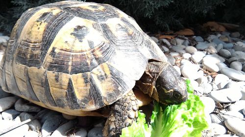 Close-up high angle view of tortoise