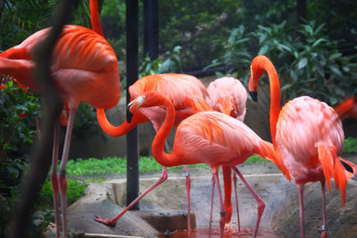 View of flamingos in zoo