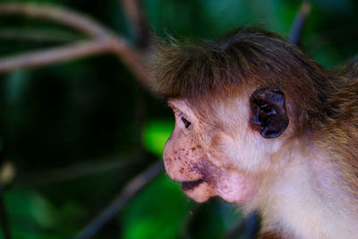 Macaque monkey head in profile. jungle background.