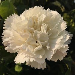 Close-up of flowers