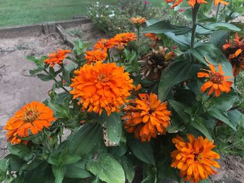 Orange flowers blooming outdoors