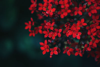 Close-up of red flowering plant