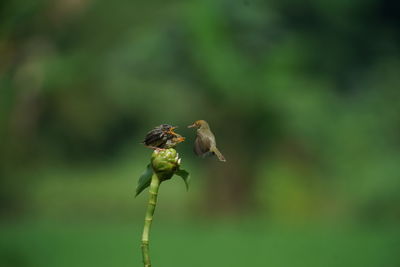 Close-up of a bird flying