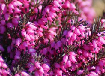 Close-up of pink flowers