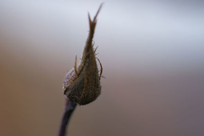 Close-up of wilted plant