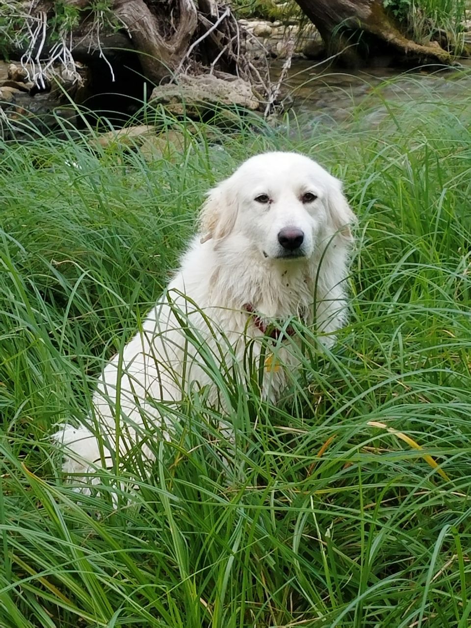 one animal, animal themes, animal, pet, mammal, grass, plant, dog, domestic animals, canine, great pyrenees, green, nature, golden retriever, no people, carnivore, day, polish tatra sheepdog, portrait, outdoors, relaxation, land, retriever, puppy, growth, looking at camera, white, field