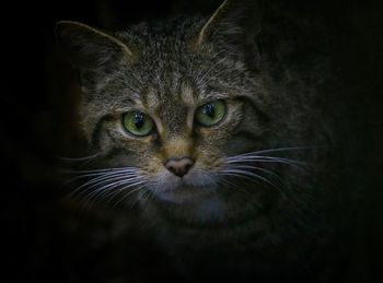 Close-up portrait of cat