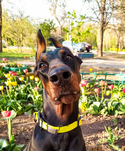 Close-up portrait of a dog