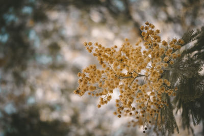 Close-up of cherry blossom during winter