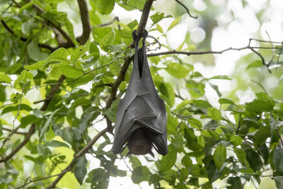 Low angle view of bird perching on tree