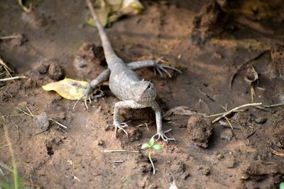 Close-up of lizard