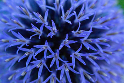 Close-up of purple flowering plant