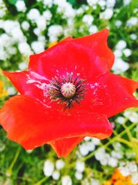 Close-up of red rose flower