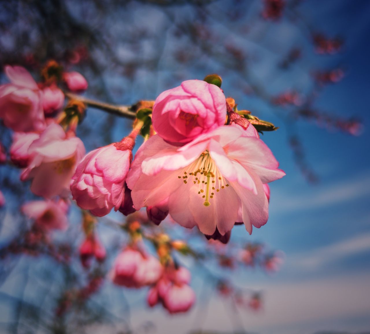 CLOSE-UP OF PINK CHERRY BLOSSOMS ON BRANCH